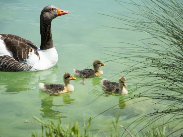 Гусыня с птенцами плавает в воде