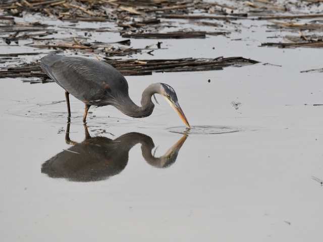 Серая цапля охотится в воде