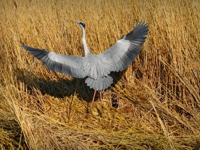 Серая цапля готовится взлететь 
