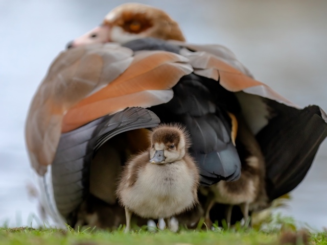 Большой нильский гусь с птенцом
