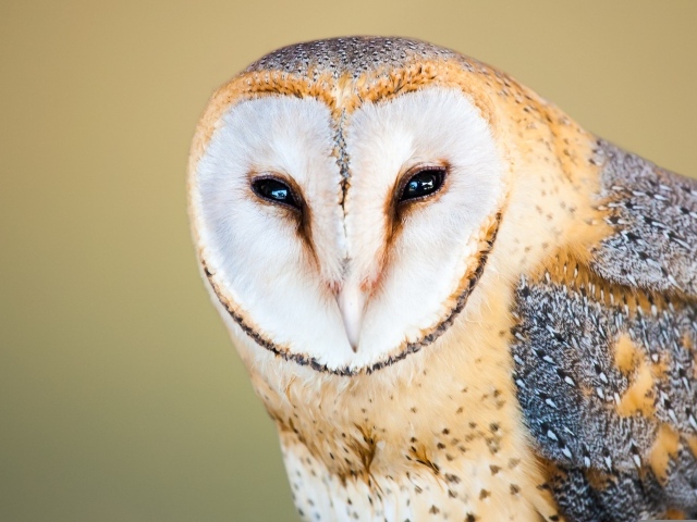 Большая обыкновенная сипуха крупным планом