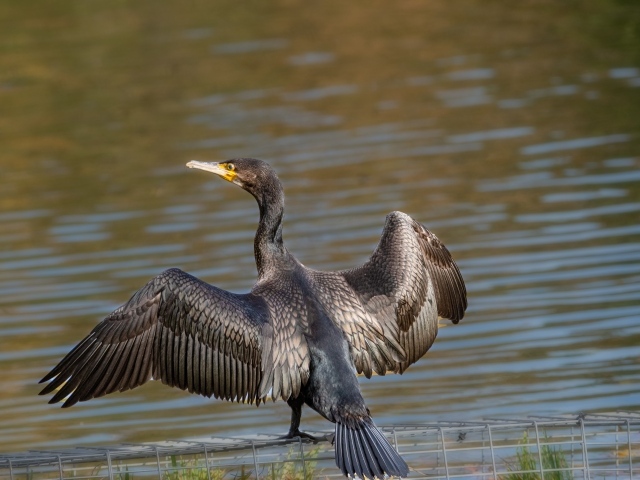 Большой баклан готовится ловить рыбу