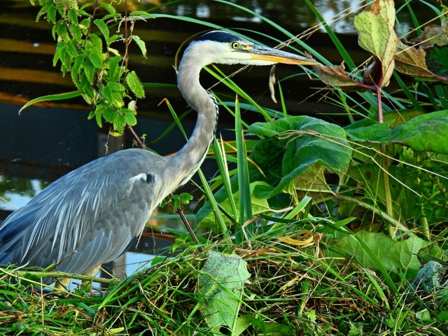 Большая серая цапля в зеленой траве