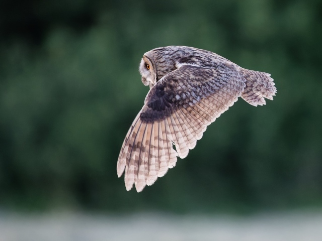 Большая серая сова летит над землей