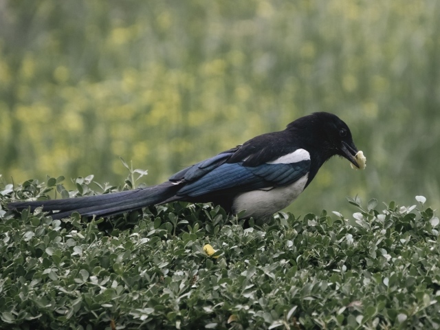 Большая сорока прячет еду в листьях