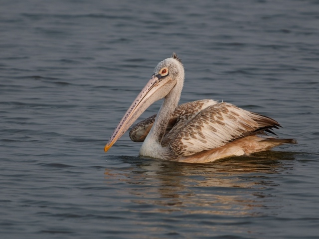 Большой пятнистый пеликан в воде