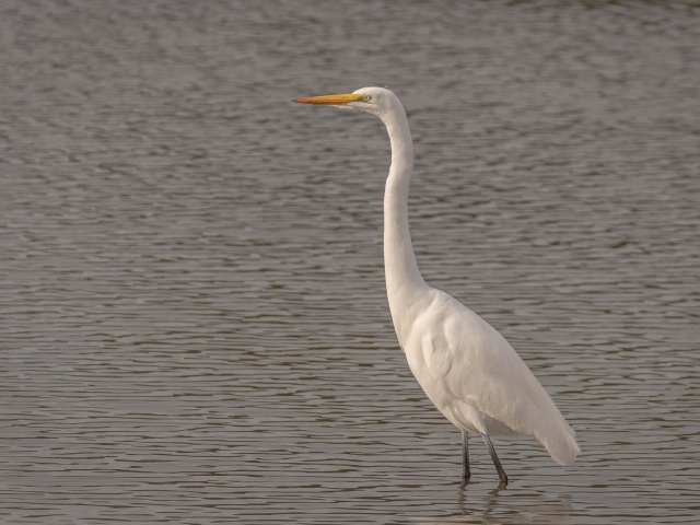 Большая белая цапля стоит в воде