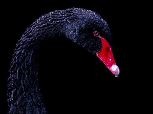 Голова черного лебедя с красным клювом