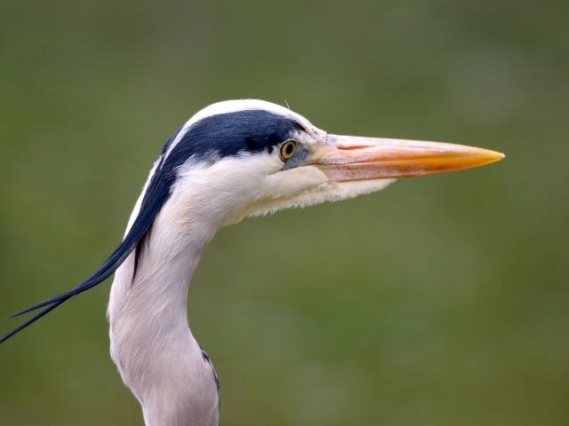 Голова цапли с острым клювом