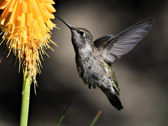 Птица колибри собирает нектар с цветка