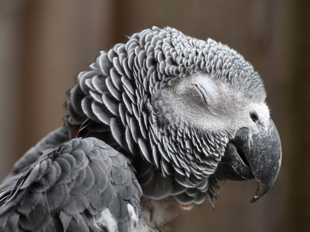 Попугай жако с закрытыми глазами