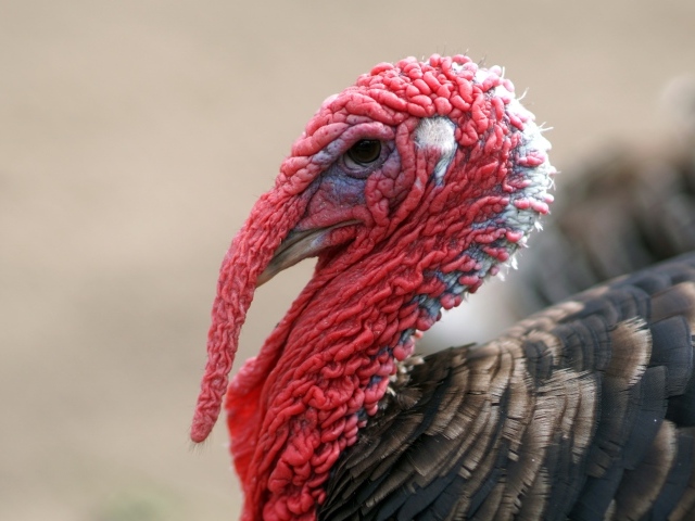 Большой домашний индюк с красной головой