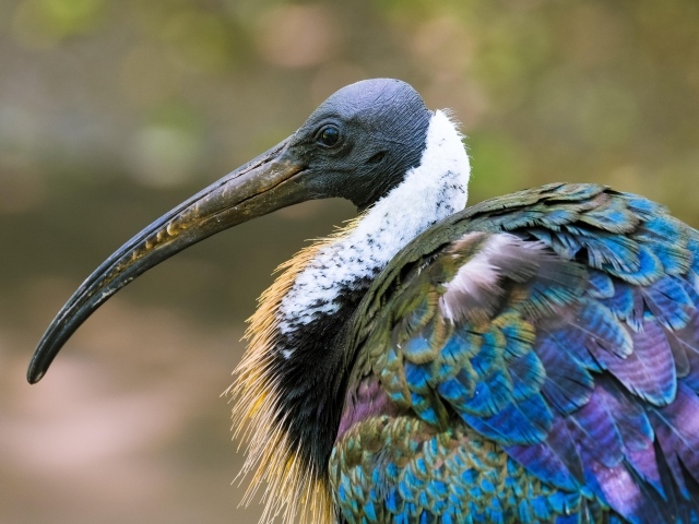 Большой ибис с острым клювом