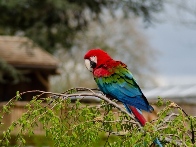 Большой попугай ара сидит на ветке дерева