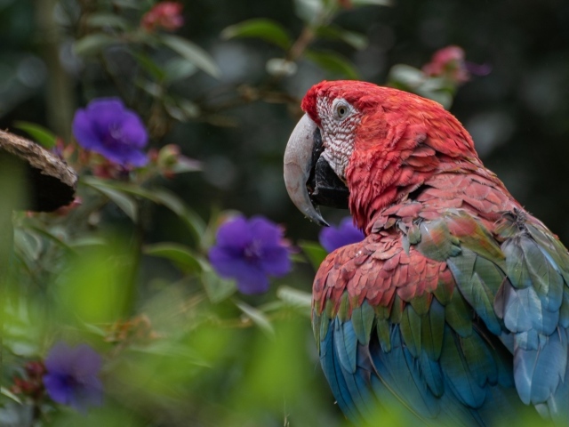 Большой разноцветный попугай ара на ветке 