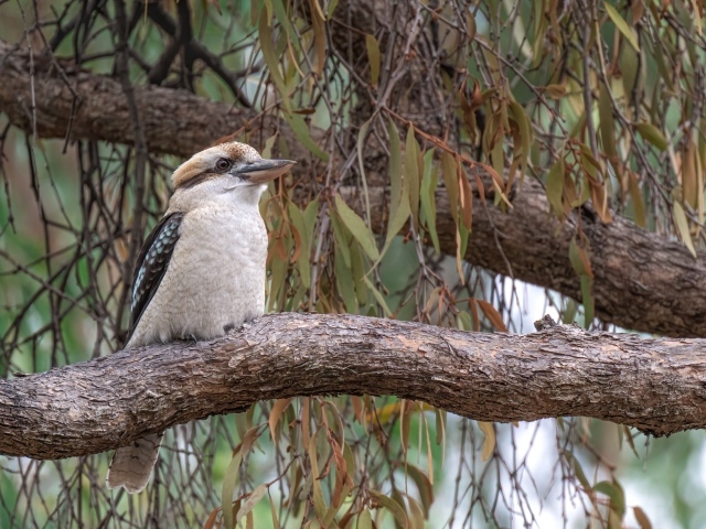 Птица смеющийся кукабарра сидит на ветке