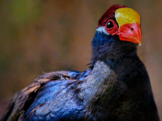 Маленькая птица фиолетовый турако