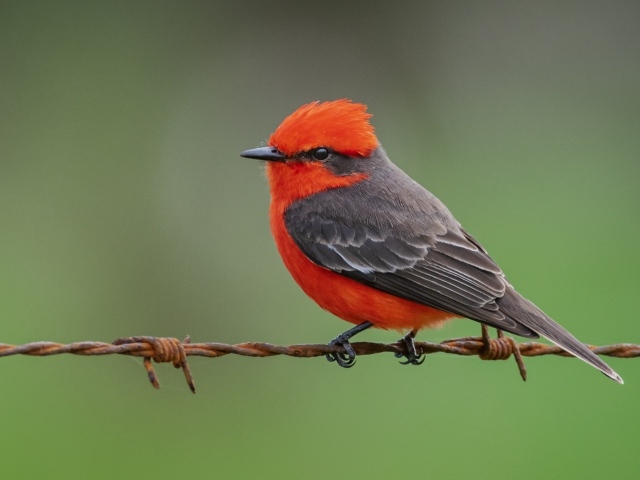 Маленькая птица алая мухоловка сидит на проволоке
