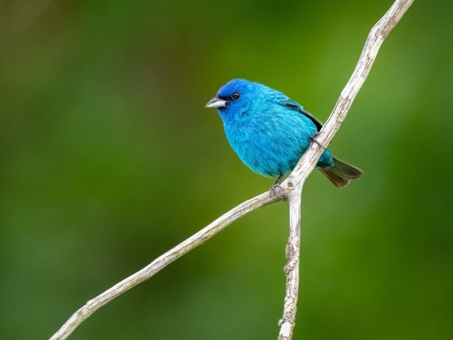 Маленькая голубая птичка сидит на ветке