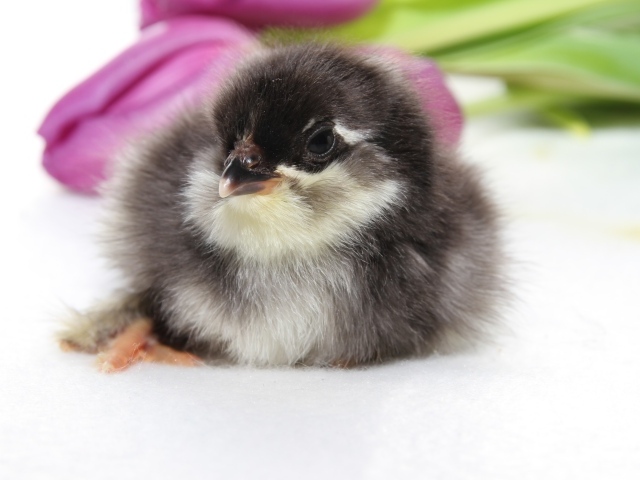 Маленький  цыпленок с тюльпанами на белом фоне 