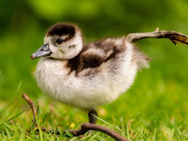 Маленький утенок разминает лапки