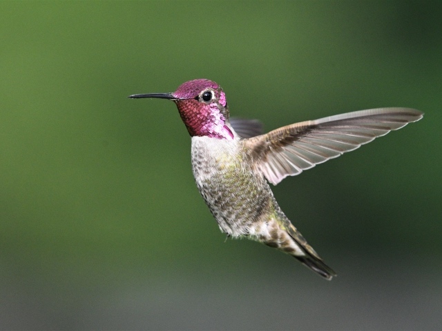 Маленькая птица колибри с розовой головой
