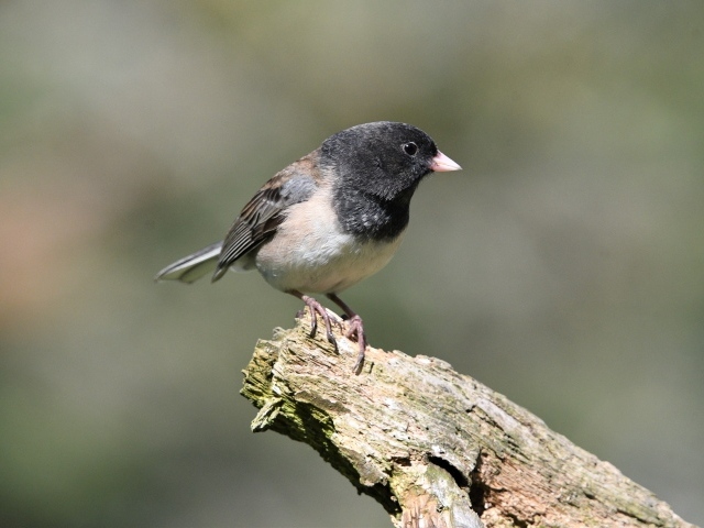 Маленький певчий воробей на ветке