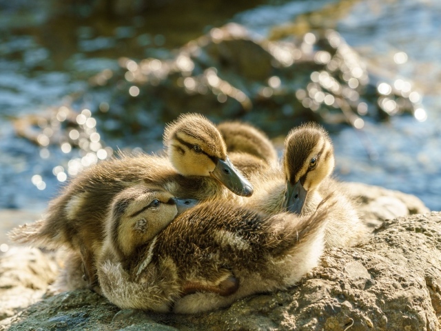 Маленькие птенцы лебедя на берегу