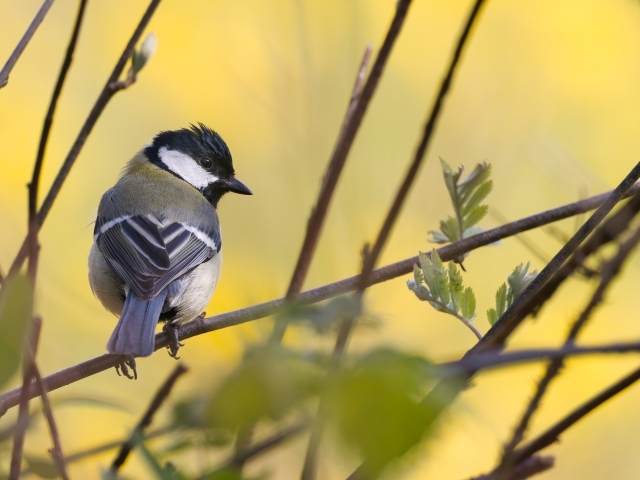 Маленькая синица сидит в ветках дерева