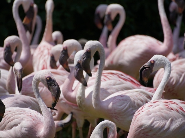Много птиц розовый фламинго крупным планом