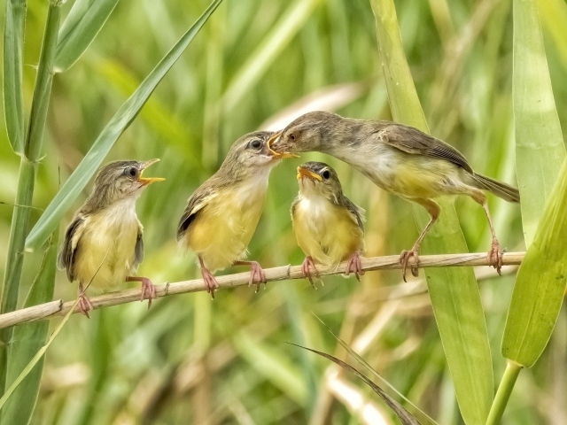 Мама кормит птенцов в камышах