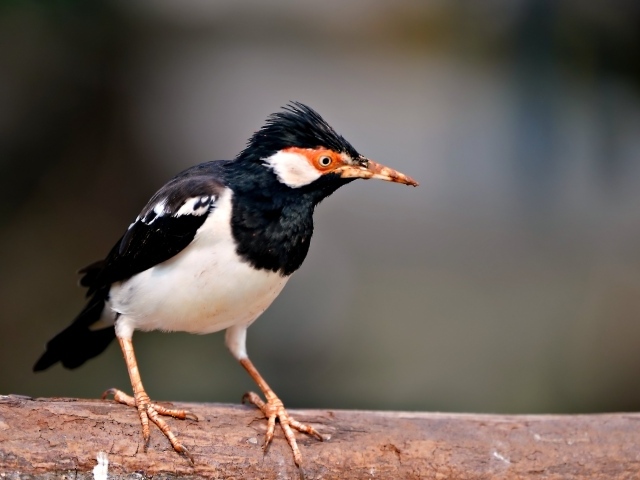 Птица Майна сидит на ветке 