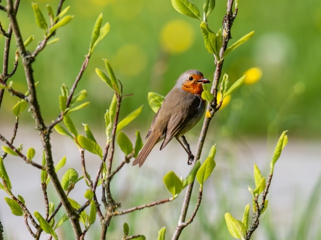Птица иволга сидит в ветках дерева
