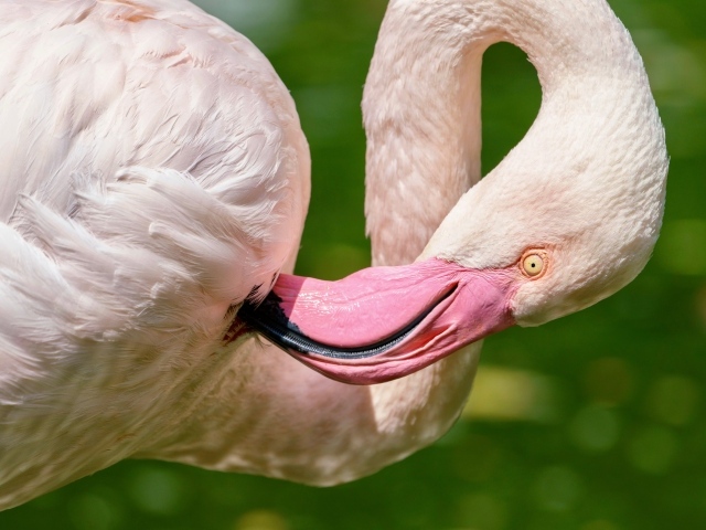 Розовый фламинго чистит перья клювом