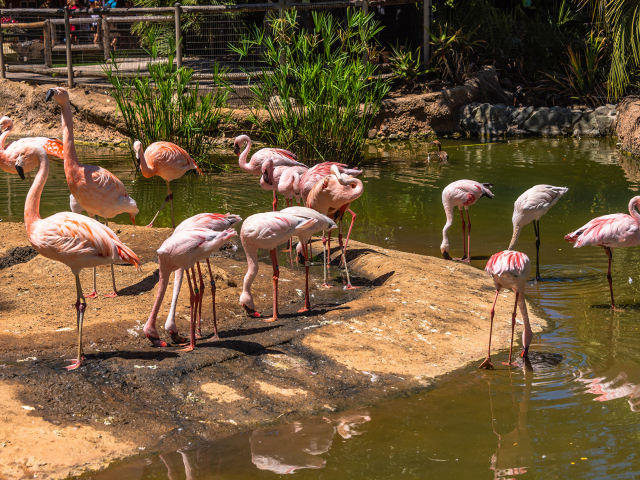 Розовые фламинго в зоопарке у пруда