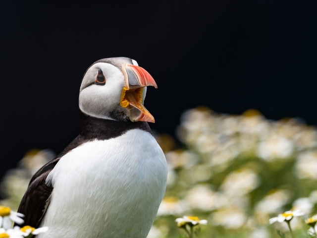 Тупик с открытым клювом в цветах 