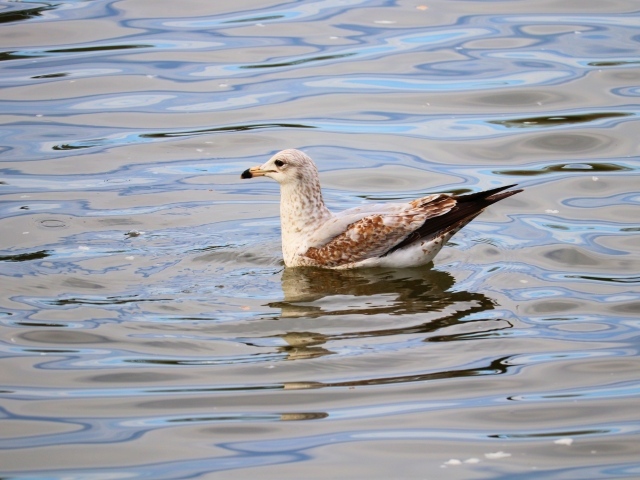 Чайка плавает в воде 