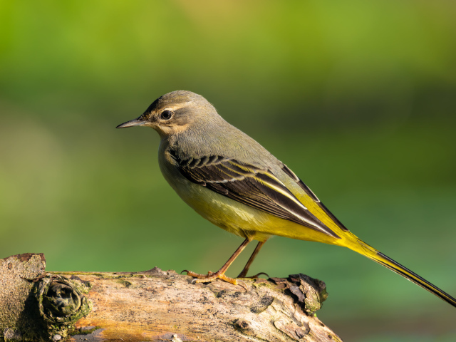 Маленькая птица Горная трясогузка сидит на сухом дереве