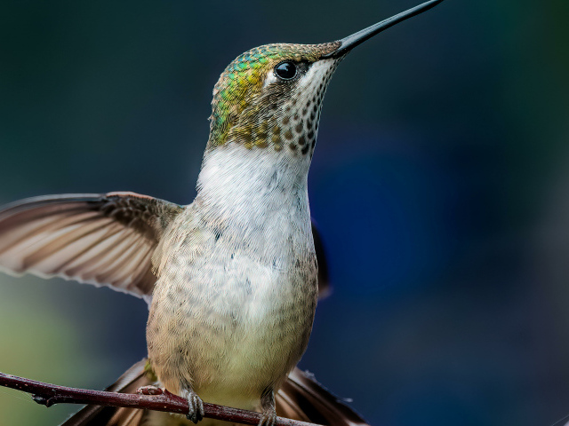 Маленькая птица колибри на ветке крупным планом