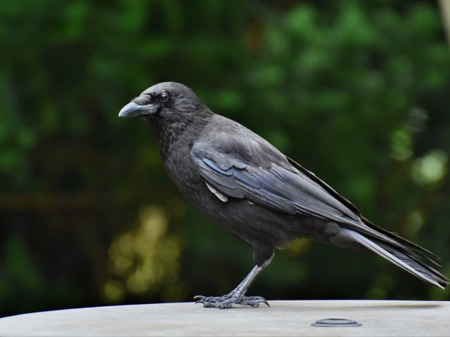 Умный черный ворон