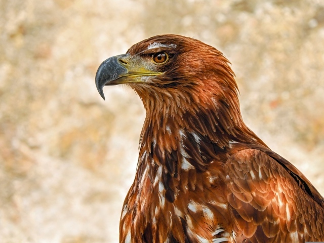 Большой острый клюв у хищного орла