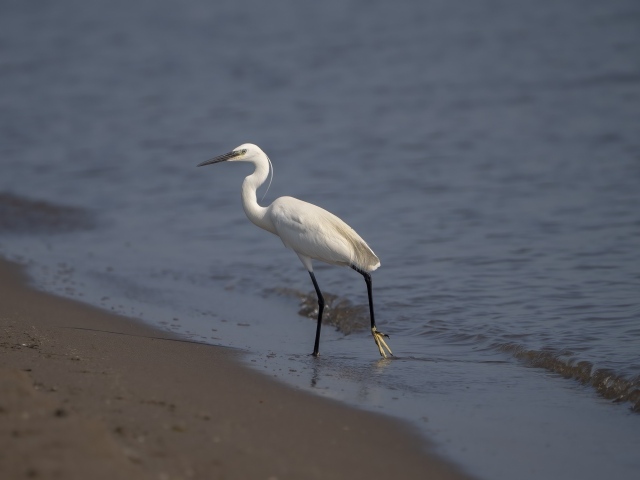 Белая цапля ходит по песку у моря