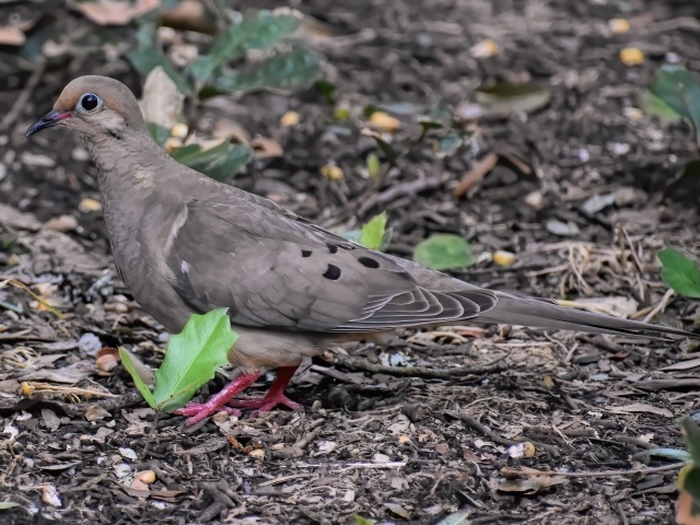 Горлица стоит на земле