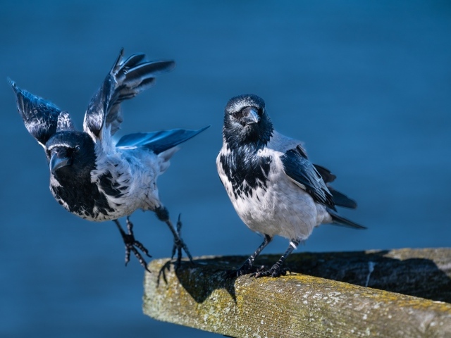 Две вороны готовятся взлететь