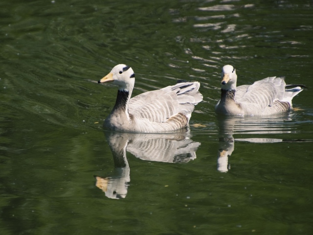 Два гуся плавают в воде
