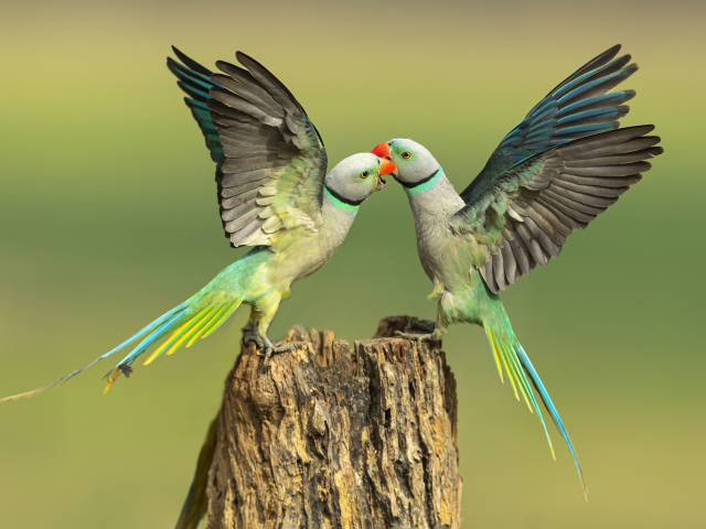 Два зеленых попугая на пне