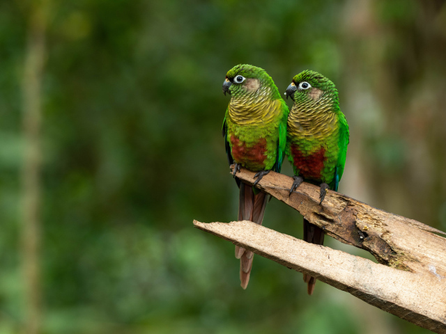 Два зеленых попугая сидят на ветке