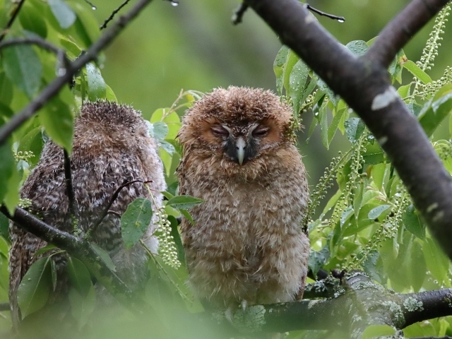 Две совы спят на ветке дерева