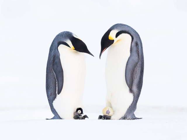 Два пингвина с птенцами на белом фоне