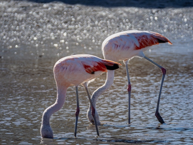 Два розовых фламинго в воде